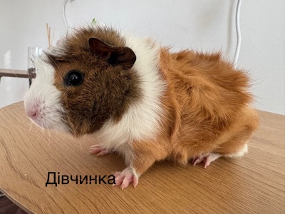 Розетка&Американська