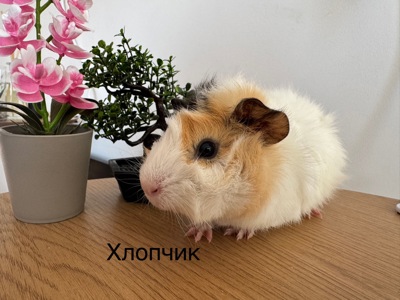 Розетка&Американська