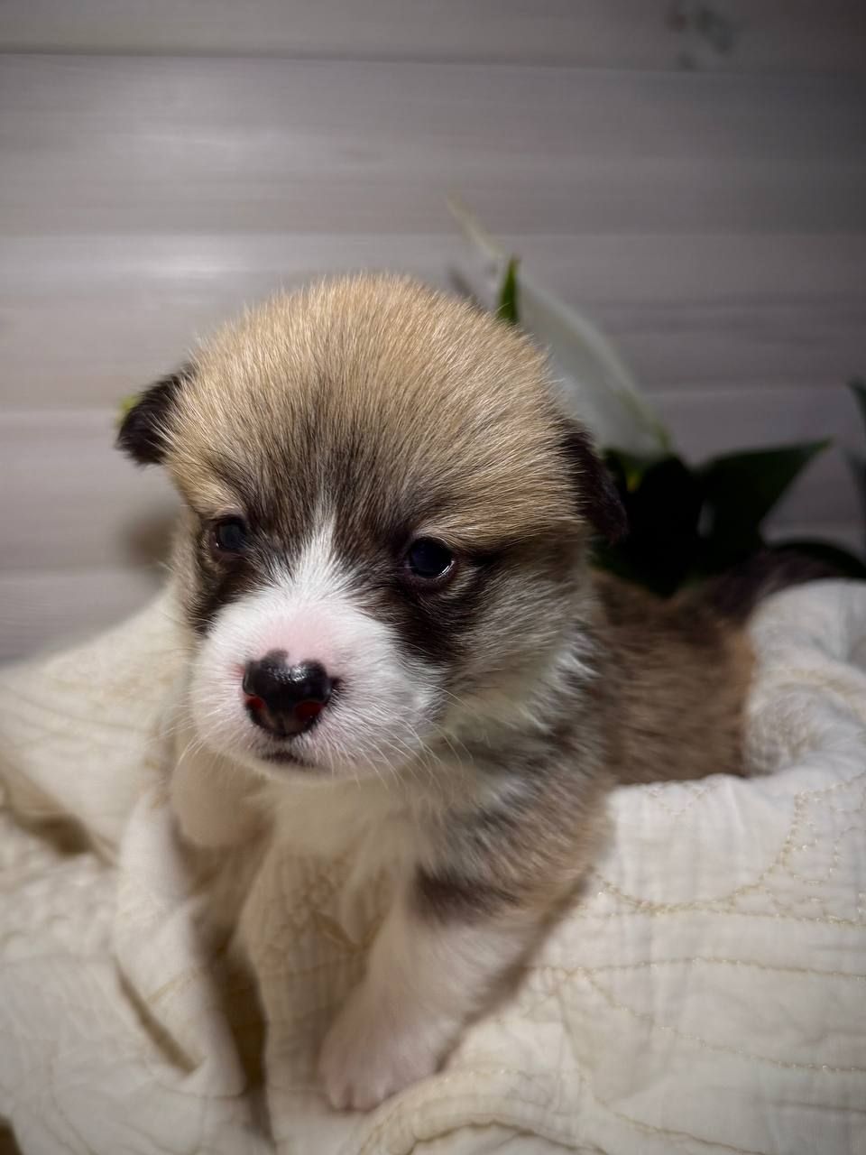Хлопчик вельш коргі пемброк