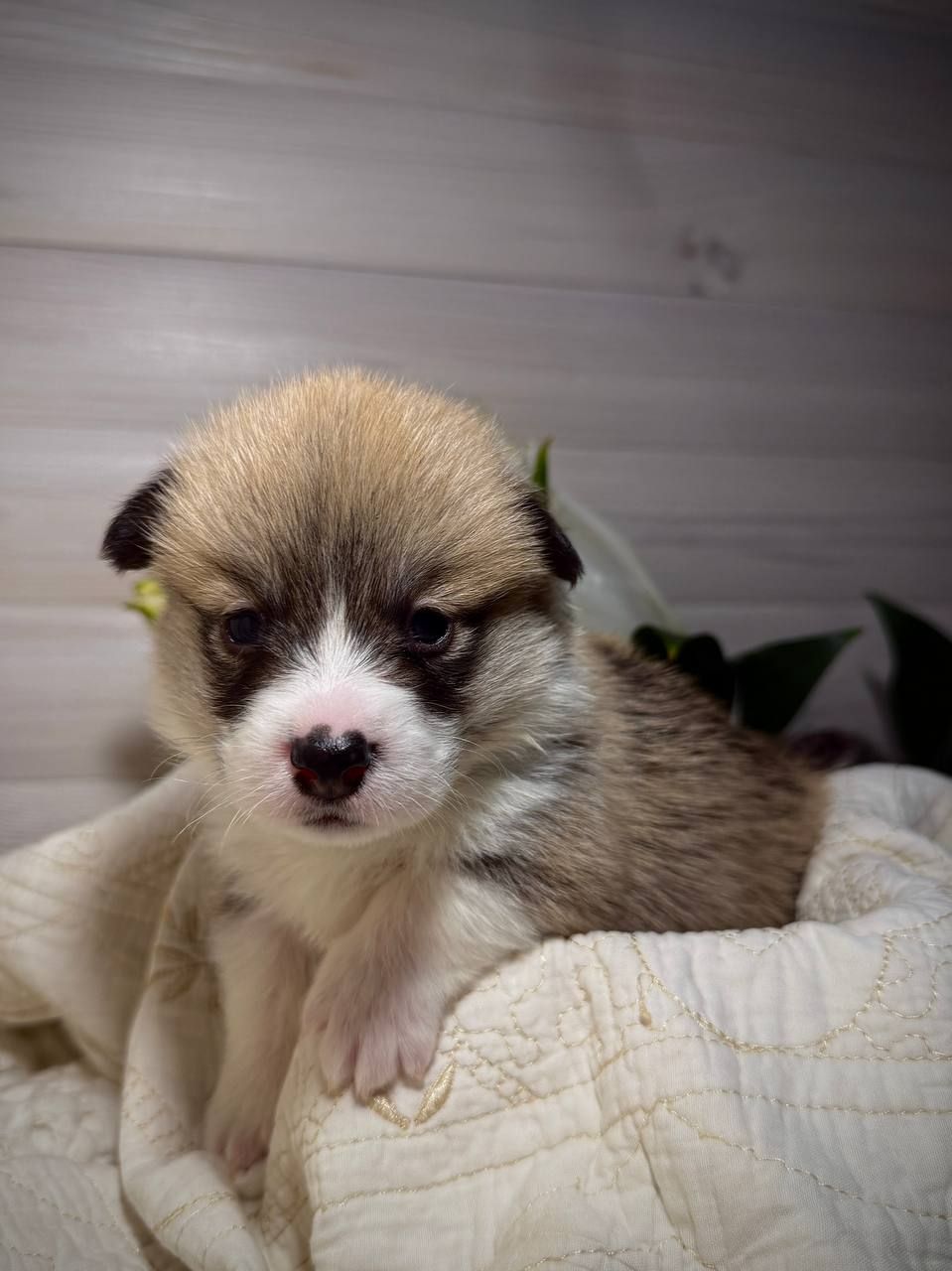 Хлопчик вельш коргі пемброк