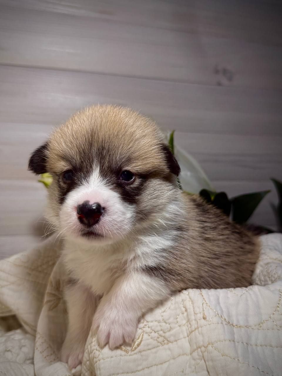 Хлопчик вельш коргі пемброк