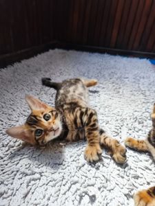 Кошенята бенгальські