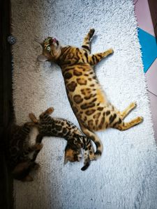 Кошенята бенгальські