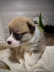 Хлопчик вельш коргі пемброк