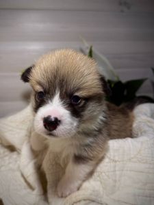 Хлопчик вельш коргі пемброк