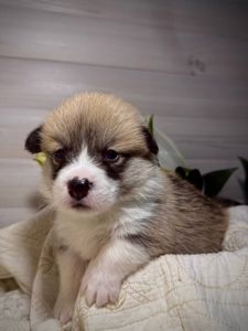 Хлопчик вельш коргі пемброк