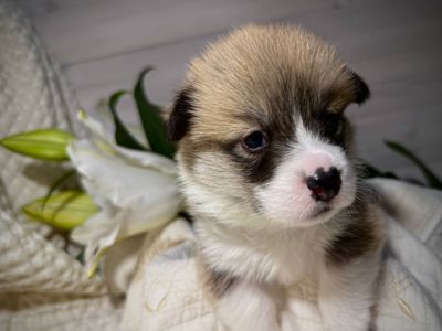 Хлопчик вельш коргі пемброк