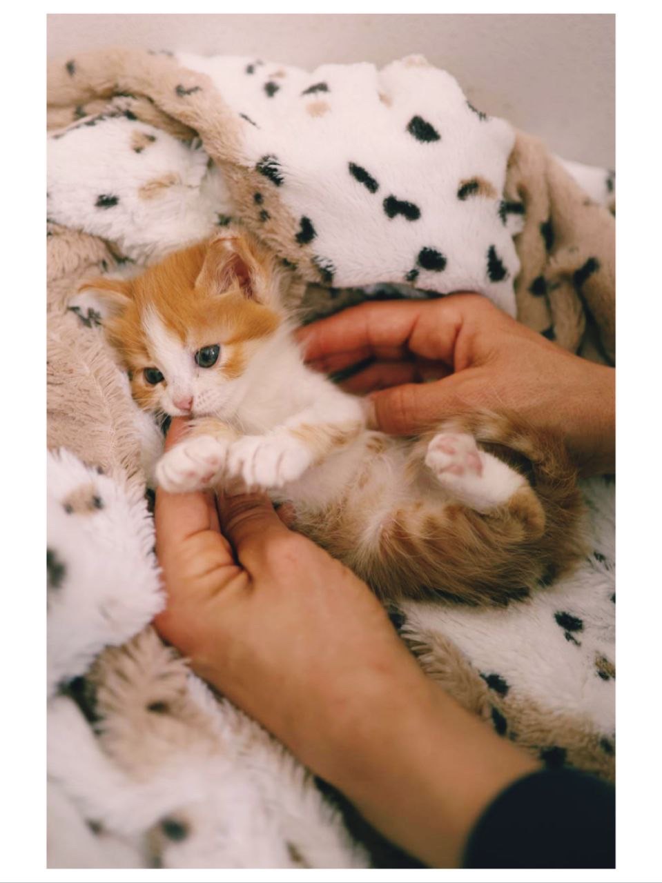Руде Кошеня дівчинка