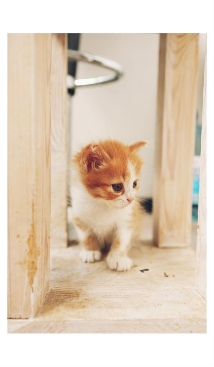 Руде Кошеня дівчинка