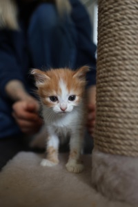 Руде Кошеня дівчинка