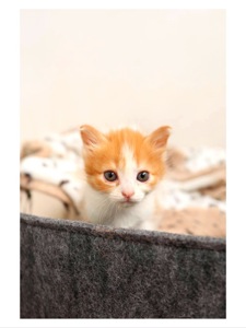 Кошеня хлопчик рудий