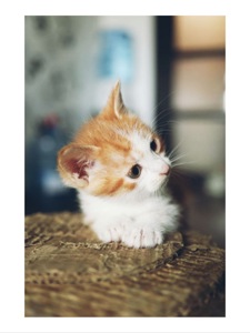 Кошеня хлопчик рудий