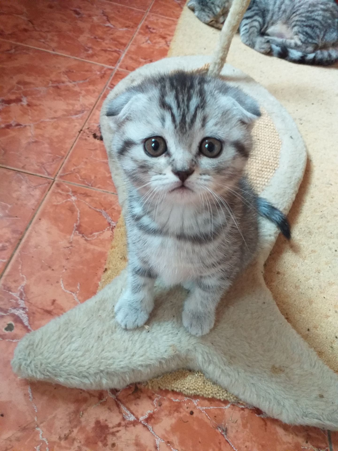 Шотландские котята
