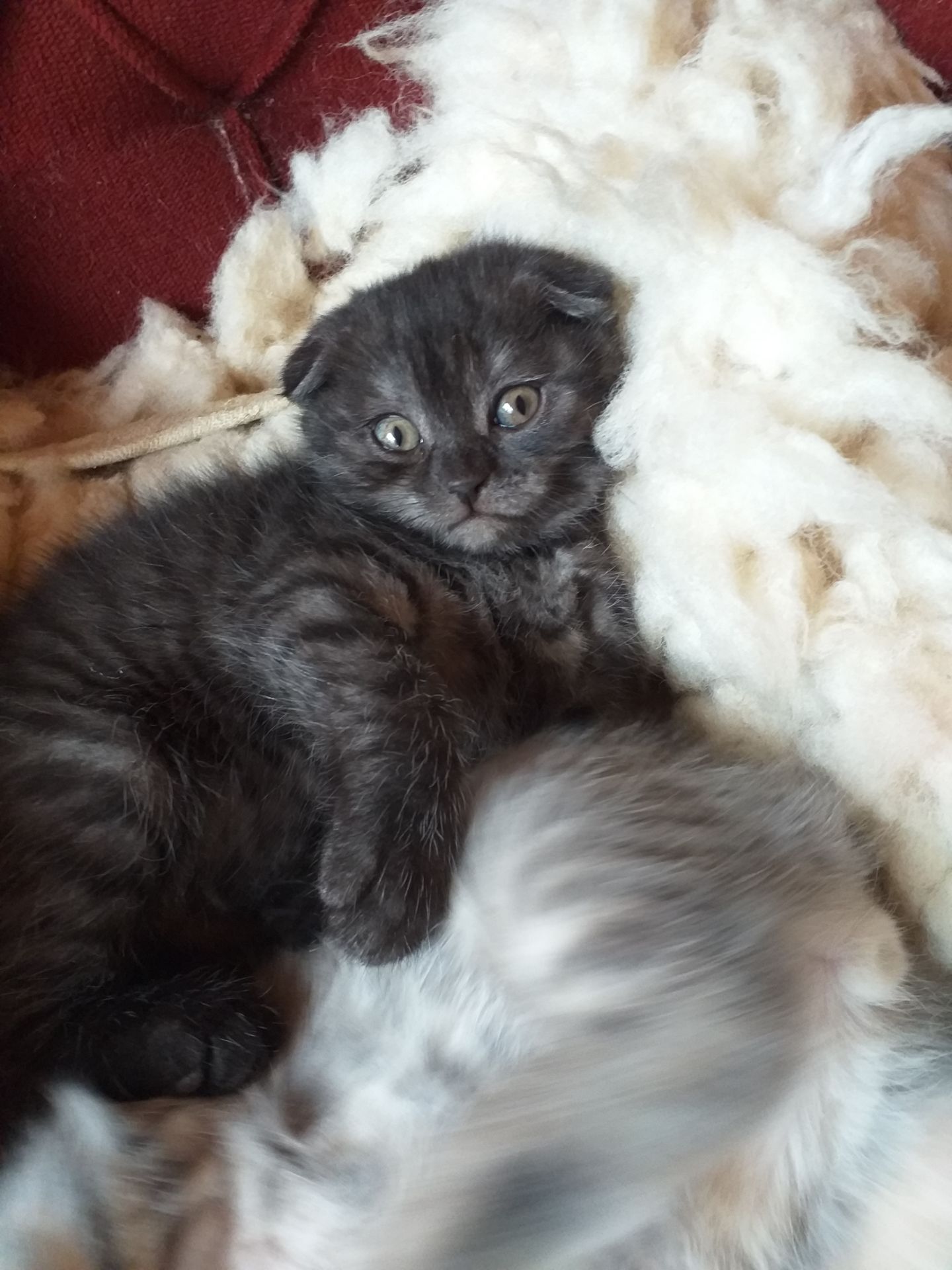 Шотландские котята