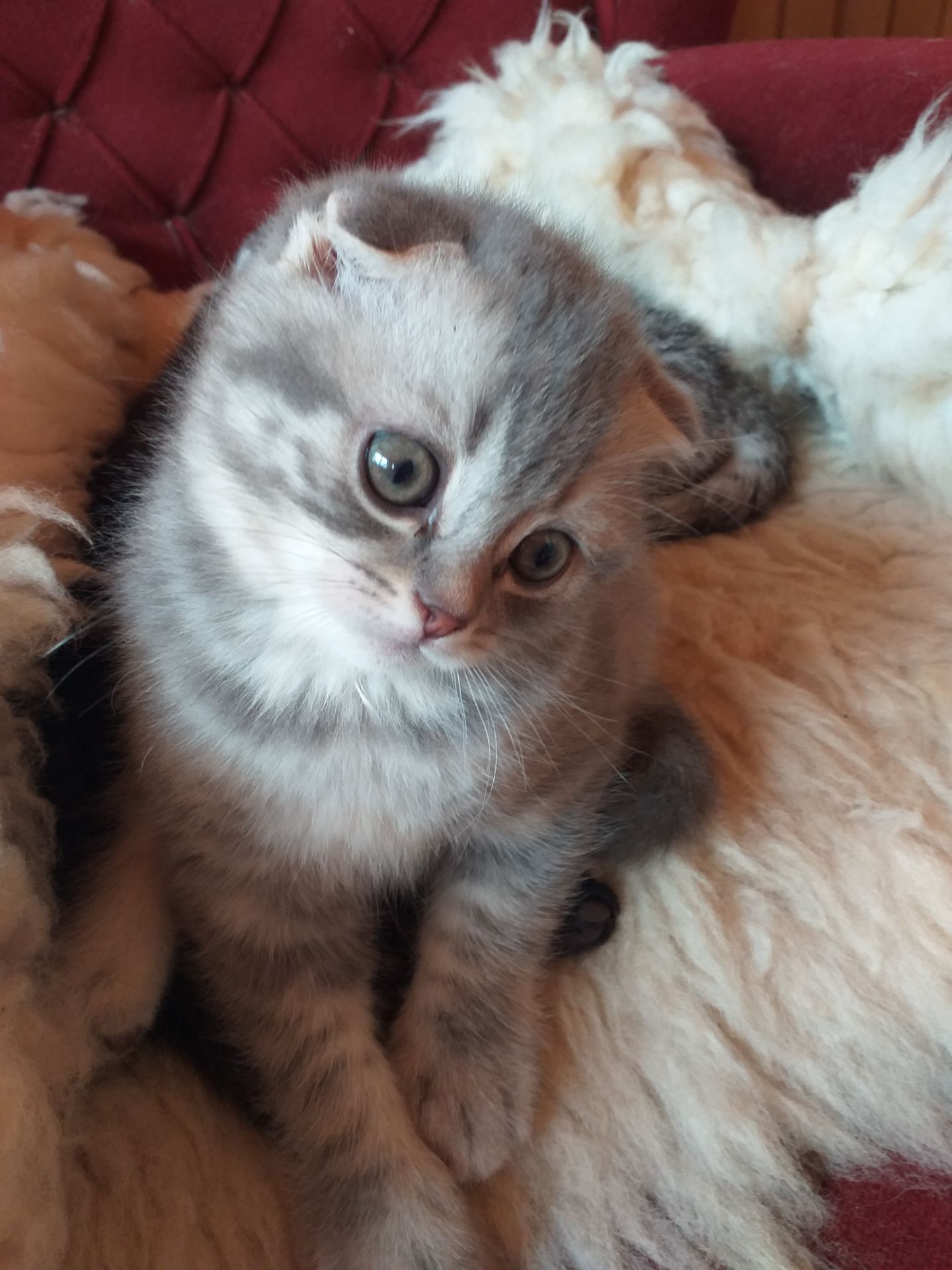 Шотландские котята