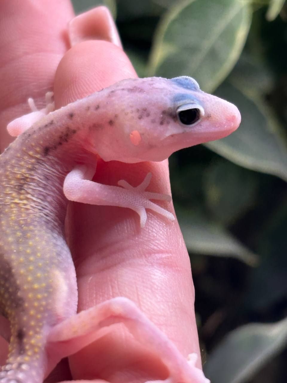 Eublepharis macularius