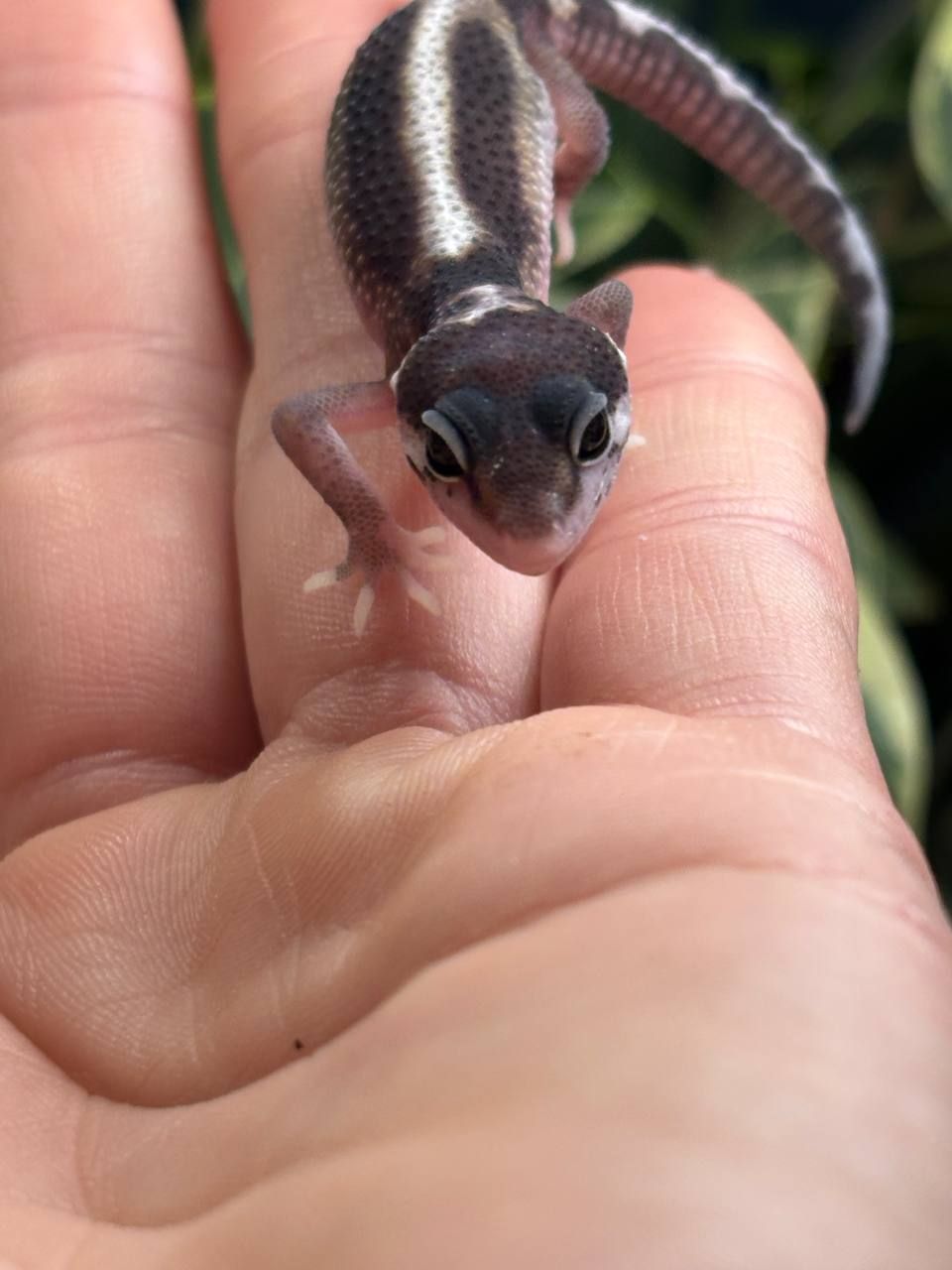 Eublepharis macularius