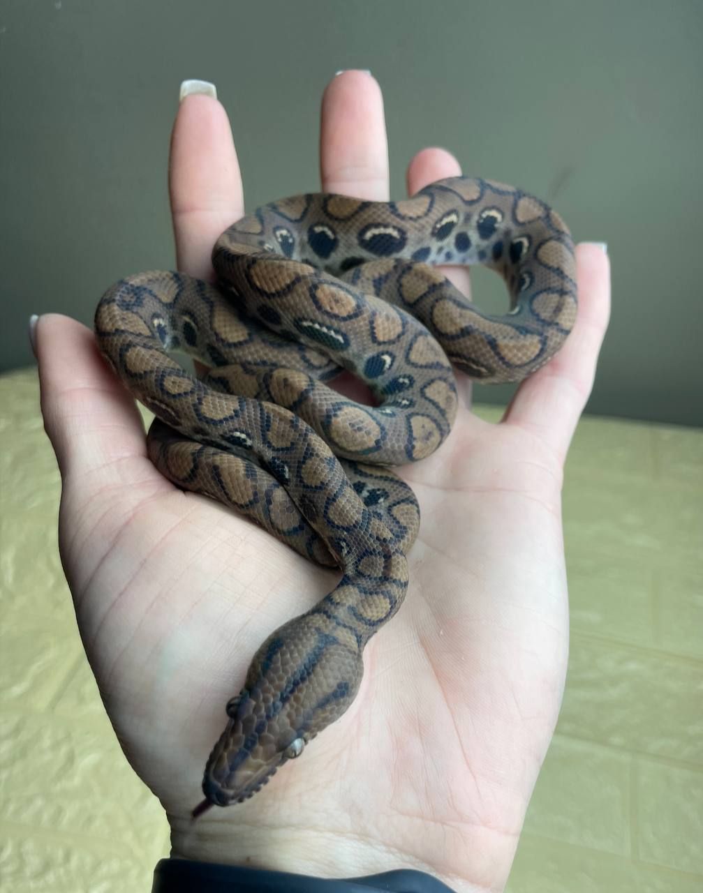 Epicrates cenchria