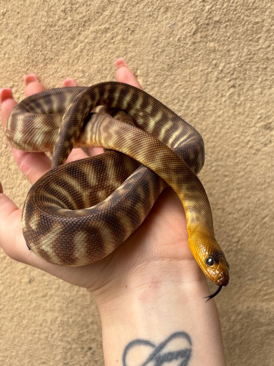 Aspidites ramsayi