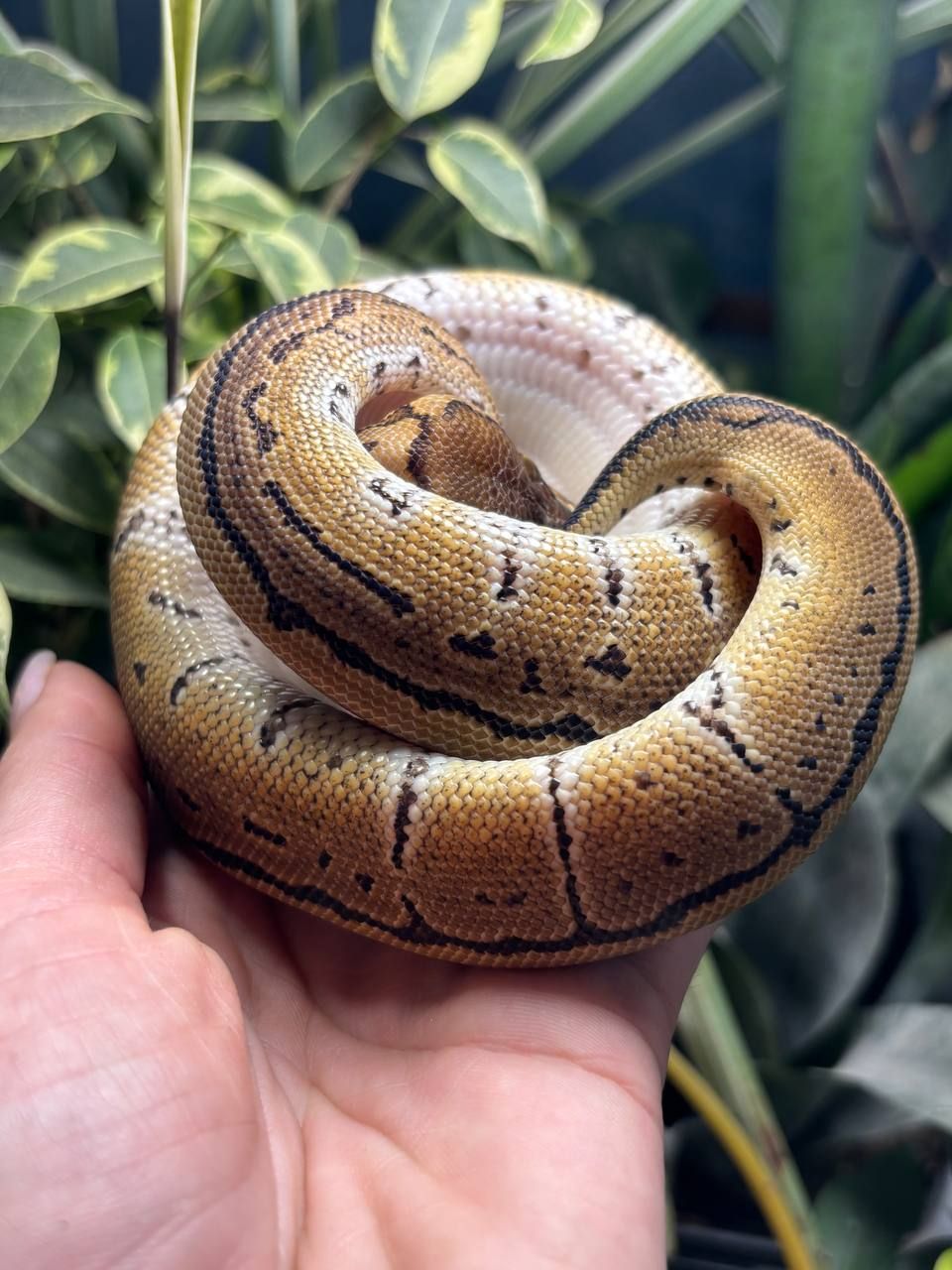 Python regius
