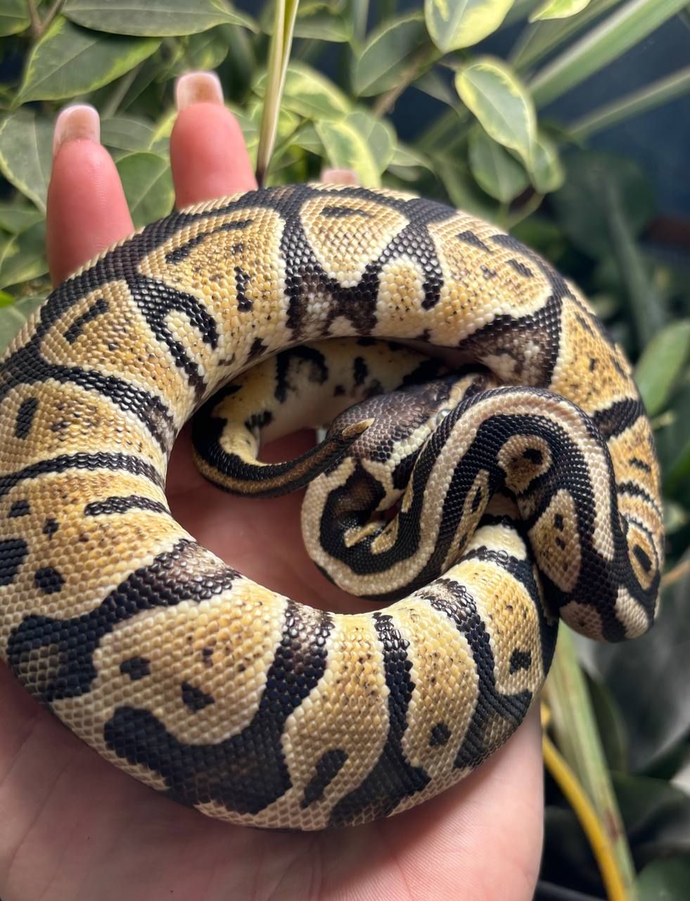 Python regius