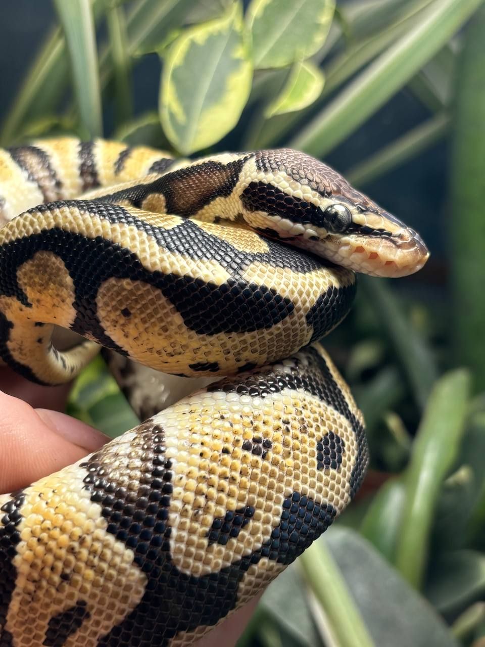 Python regius
