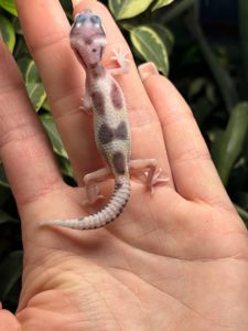 Eublepharis macularius