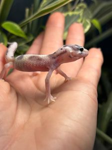 Eublepharis macularius