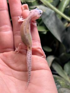 Eublepharis macularius