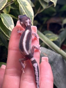 Eublepharis macularius