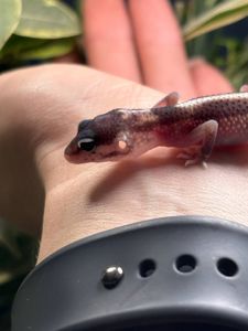 Eublepharis macularius