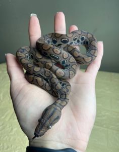 Epicrates cenchria
