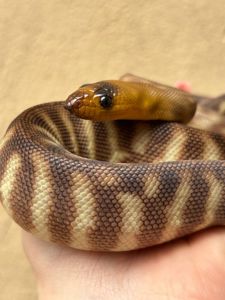 Aspidites ramsayi