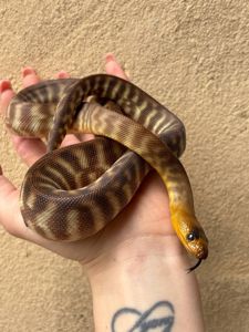 Aspidites ramsayi