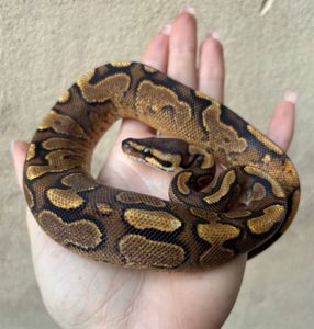 Python regius