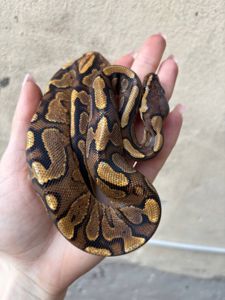 Python regius