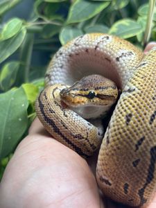 Python regius