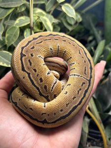 Python regius