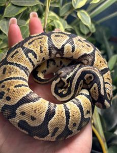 Python regius