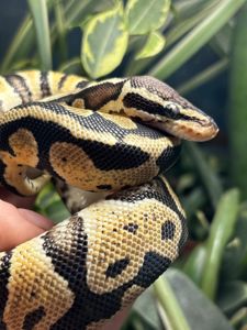 Python regius