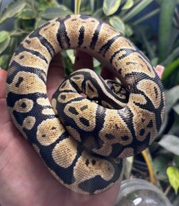 Python regius