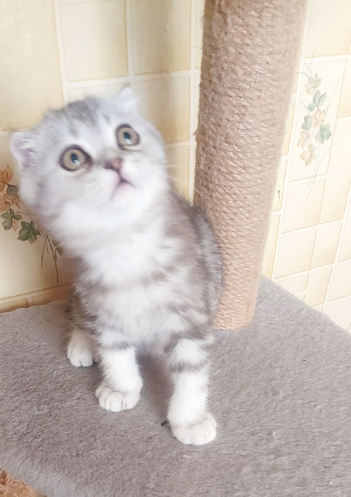 Шотландские котята