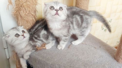Шотландские котята