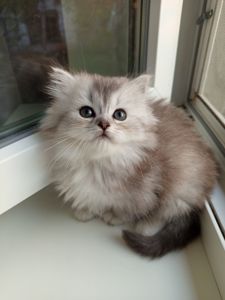 Серебристая шиншилла хайленд Страйт котенок девочка
