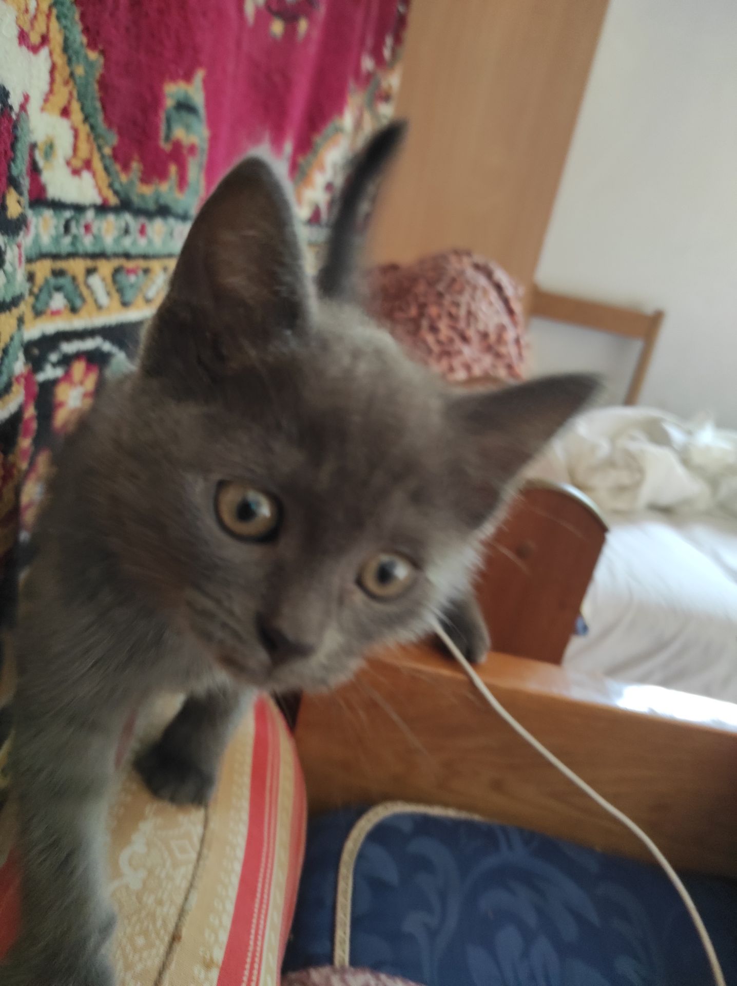 Кошенятко британське короткошерстне