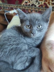 Кошенятко британське короткошерстне