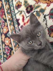 Кошенятко британське короткошерстне