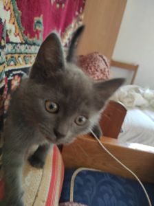 Кошенятко британське короткошерстне