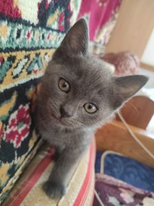 Кошенятко британське короткошерстне