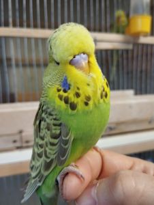 Виставковий хвилястий чех